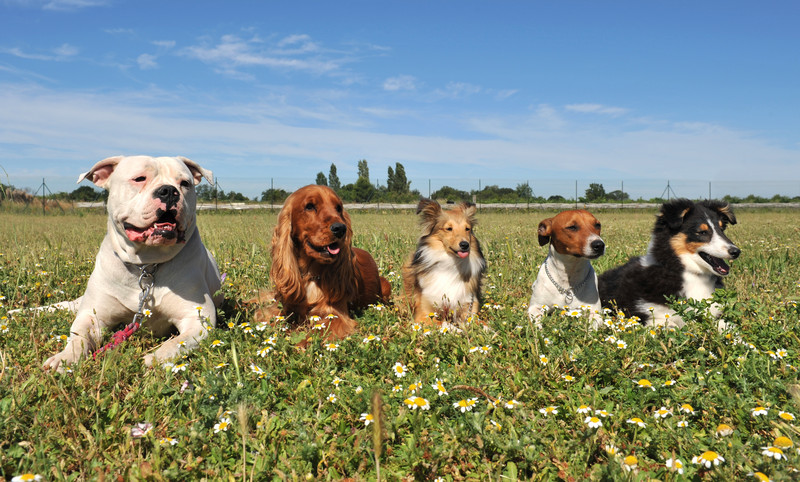 Beneful dog treats sales baked delights heartfuls